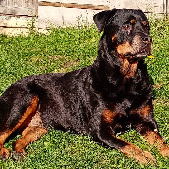 Gothika participe au concours pour gagner de l'argent avec cette photo : canidae, carnivore, collar, companion_dog, dog, dog_breed, dog_collar, event, fawn, fur, grass, guard_dog, hunting_dog, plant, rottweiler, snout, sporting_group, terrestrial_animal, working_animal, working_dog