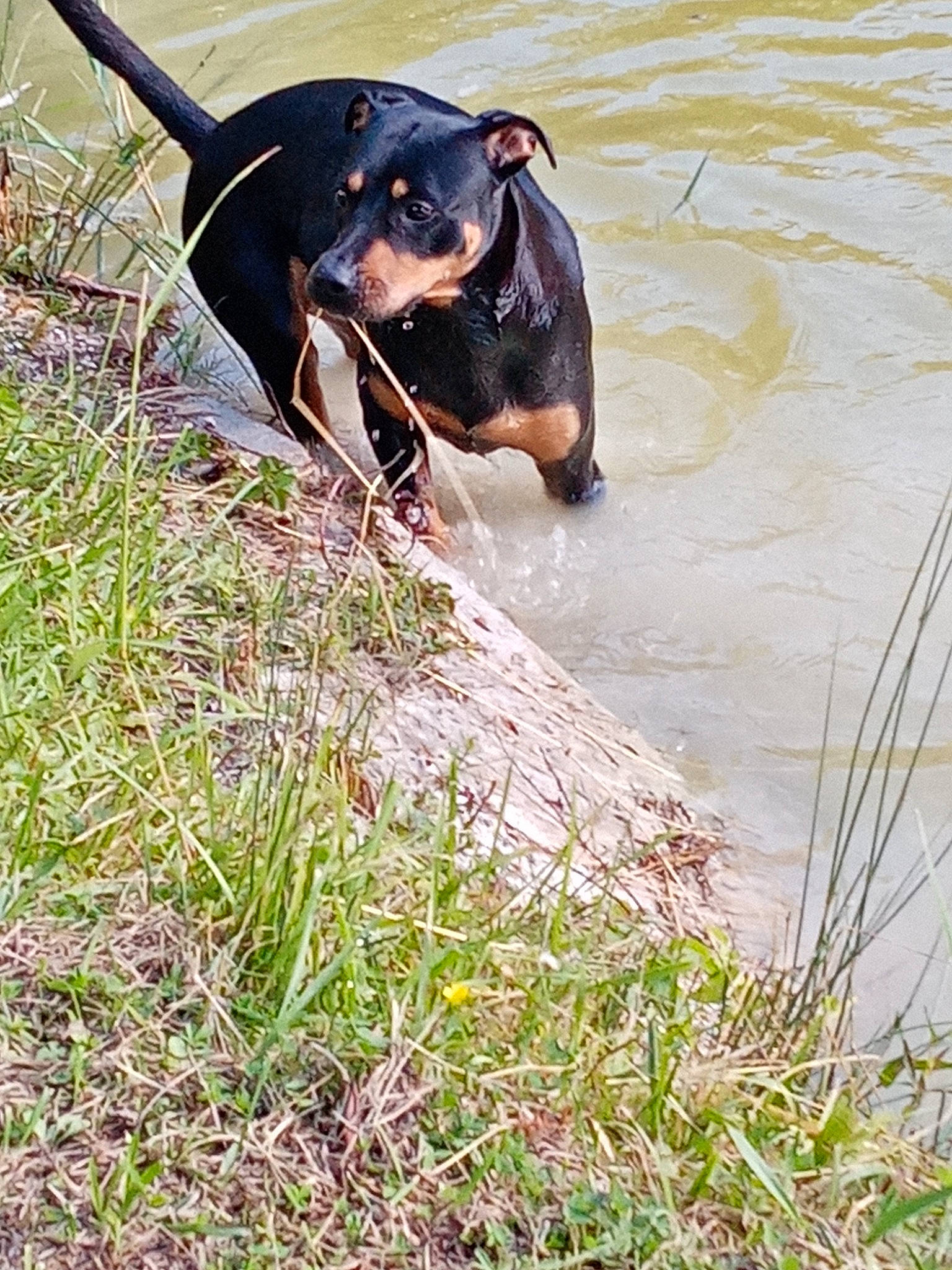 Nicky a rejoint le concours — aidez-le/la à gagner de superbes lots ! body_of_water, canidae, carnivore, collar, companion_dog, dog, dog_breed, dog_collar, fawn, grass, guard_dog, lake, pet_supply, plant, sporting_group, tail, terrestrial_animal, water, working_animal, working_dog