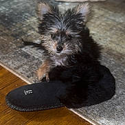 Remy joined the competition — help win amazing prizes! dog, puppy, slipper, floor, rug, indoor, pet, cute, fluffy, small, ears, fur, black, brown, cozy, home, animal, domestic, portrait, resting