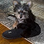 dog, puppy, slipper, floor, rug, indoor, pet, cute, fluffy, small, ears, fur, black, brown, cozy, home, animal, domestic, portrait, resting