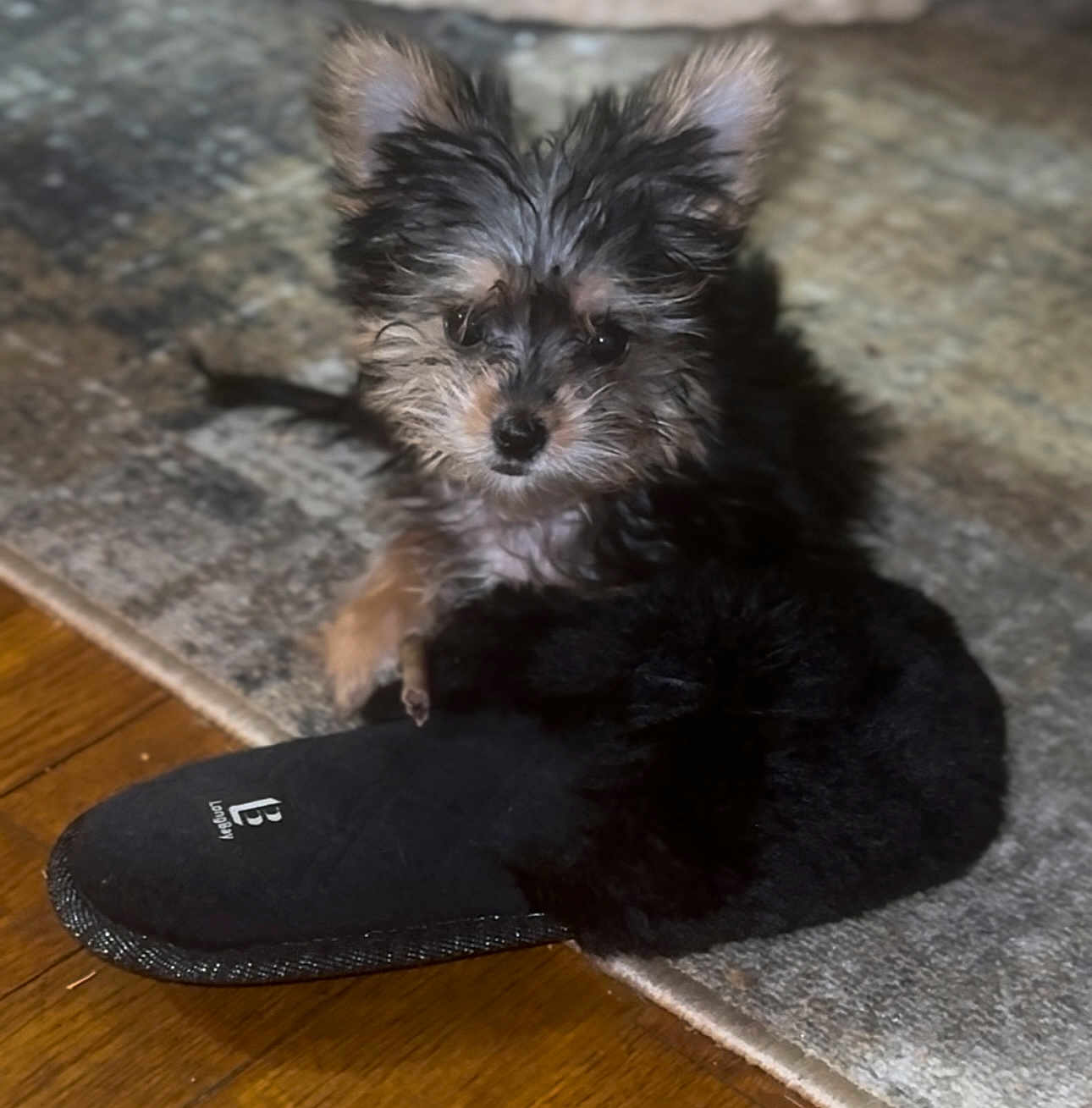 Remy joined the competition — help win amazing prizes! dog, puppy, slipper, floor, rug, indoor, pet, cute, fluffy, small, ears, fur, black, brown, cozy, home, animal, domestic, portrait, resting