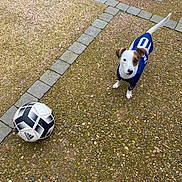 Kiba participe au concours pour gagner de l'argent avec cette photo : animal, brown, curious, cute, daylight, dog, ears, ground, looking_up, outdoor, paw, pebble_stone, pet, playing, small_dog, soccer_ball, sports_jersey, standing, tail, white
