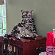 Bella is registered to the contest to win money with this photo: cat, tabby, striped, feline, indoor, window, vintage_radio, wooden_furniture, relaxed, lounging, red_cups, stacked_cups, natural_light, green_wall, pet, animal, domestic_cat, sitting, cozy, living_room