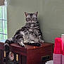 cat, tabby, striped, feline, indoor, window, vintage_radio, wooden_furniture, relaxed, lounging, red_cups, stacked_cups, natural_light, green_wall, pet, animal, domestic_cat, sitting, cozy, living_room