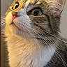 Emilio is registered to the contest to win money with this photo: animal, cat, close_up, curious, cute, domestic_cat, ears, face, feline, fur, green_eyes, indoor, looking_up, mammal, nose, pet, portrait, soft_lighting, tabby, whiskers
