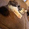 Emilio is registered to the contest to win money with this photo: animal, brown, cat, closeup, couch, cozy, cute, domestic_animal, fur, furniture, home, indoor, paw, pet, relaxing, resting, sleeping, soft, tabby, whiskers