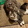 animal, carpet, cat, cozy, curious, cute, domestic, feline, fluffy_fur, gray_cat, household, indoor, looking, paw, pet, resting, tabby_cat, two_cats, white_paws, wood_floor