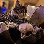 Emilio is registered to the contest to win money with this photo: animal, bedroom, blanket, cardboard_box, cat, closeup, cozy, domestic_animal, feline, fur, indoor, paw, pet, relaxed, resting, soft_texture, stretching, tabby_cat, warm_lighting, whiskers