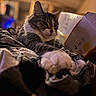 animal, bedroom, blanket, cardboard_box, cat, closeup, cozy, domestic_animal, feline, fur, indoor, paw, pet, relaxed, resting, soft_texture, stretching, tabby_cat, warm_lighting, whiskers