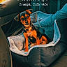 Miki a rejoint le concours — aidez-le/la à gagner de superbes lots ! puppy, dog, dogs, car, car_seat, pet_carrier, blanket, sitting, portrait, collar, tag, road_trip, vehicle, interior, window, sunlight, orange_tone, outdoor_view, text_overlay, travel