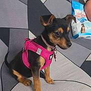 Miki participe au concours pour gagner de l'argent avec cette photo : puppy, dog, black_and_tan, small_dog, sitting, harness, pink_harness, pet, animal, sofa, couch, indoor, living_room, geometric_pattern, portrait, alert, cute, collar, snack_package, home