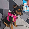 puppy, dog, black_and_tan, small_dog, sitting, harness, pink_harness, pet, animal, sofa, couch, indoor, living_room, geometric_pattern, portrait, alert, cute, collar, snack_package, home