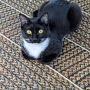 Bella joined the competition — help win amazing prizes! cat, tuxedo_cat, yellow_eyes, pet, animal, feline, indoor, sitting, looking_at_camera, black_fur, white_fur, whiskers, patterned_rug, floor, close_up, domestic_cat, cute, curious, resting, fur