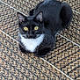 cat, tuxedo_cat, yellow_eyes, pet, animal, feline, indoor, sitting, looking_at_camera, black_fur, white_fur, whiskers, patterned_rug, floor, close_up, domestic_cat, cute, curious, resting, fur