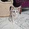 Angel participe au concours pour gagner de l'argent avec cette photo : kitten, cat, feline, pet, indoor, marble_floor, cat_condo, purple_chair, curious, cute, fluffy, sitting, peeking, cozy, domestic_animal, fur, whiskers, ears, floor, home_interior