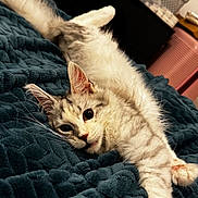 Angel a rejoint le concours — aidez-le/la à gagner de superbes lots ! cat, feline, pet, animal, indoor, blanket, stretching, fur, whiskers, relaxed, cute, cozy, bedroom, soft, tabby, domestic_cat, resting, playful, closeup, paw