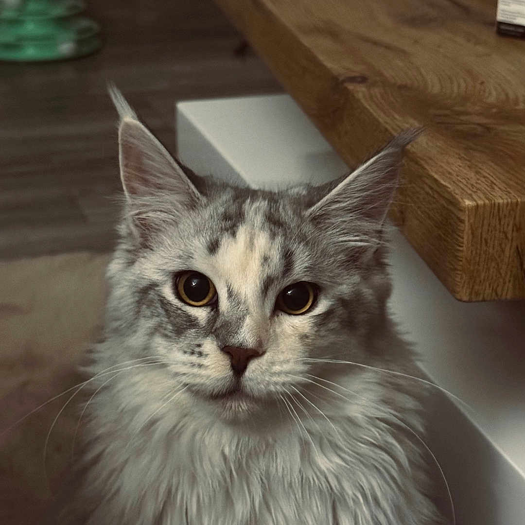 Angel