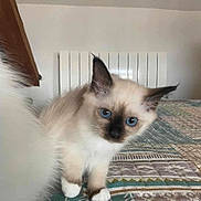 Sky a rejoint le concours — aidez-le/la à gagner de superbes lots ! kitten, cat, blue_eyes, curious, fluffy, pet, indoor, bed, quilt, pattern, feline, small, cute, animal, domestic, young, whiskers, ears, paws, face
