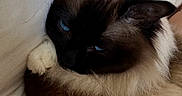 Sky participe au concours pour gagner de l'argent avec cette photo : cat, siamese_cat, blue_eyes, fluffy, pet, feline, indoor, couch, resting, sleepy, close_up, fur, animal, cute, whiskers, paw, relaxing, domestic_animal, cozy, companion