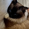 cat, siamese_cat, blue_eyes, fluffy, pet, feline, indoor, couch, resting, sleepy, close_up, fur, animal, cute, whiskers, paw, relaxing, domestic_animal, cozy, companion