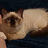 Sky a rejoint le concours — aidez-le/la à gagner de superbes lots ! cat, siamese_cat, animal, pet, blue_eyes, fur, whiskers, paw, blanket, texture, indoor, resting, curious, close_up, mammal, feline, domestic_animal, soft, comfort, looking