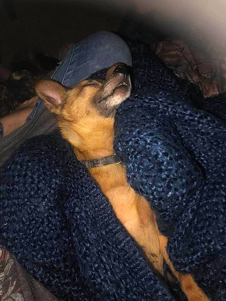 R.d. is registered to the contest to win money with this photo: canidae, carnivore, comfort, companion_dog, dog, dog_breed, dog_supply, fawn, guard_dog, non_sporting_group, paw, pet_supply, pinscher, small_terrier, snout, sporting_group, toy_dog, vertebrate, working_animal, working_dog