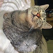 Mikasa participe au concours pour gagner de l'argent avec cette photo : cat, tabby, sleeping, cozy, blanket, sunlight, indoor, pet, closeup, resting, fur, whiskers, pink_beads, bracelet, phone_case, relaxation, nap, home, comfortable, cute