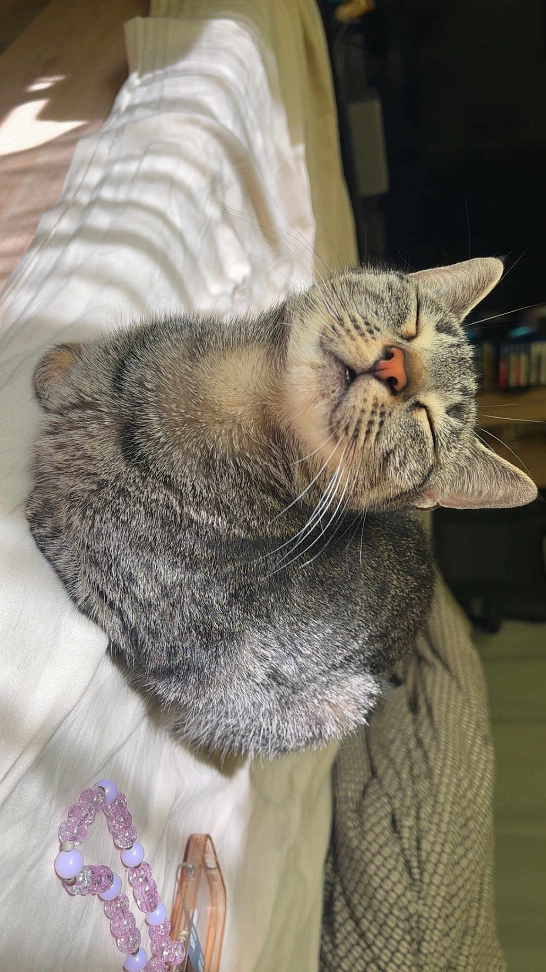 Mikasa participe au concours pour gagner de l'argent avec cette photo : cat, tabby, sleeping, cozy, blanket, sunlight, indoor, pet, closeup, resting, fur, whiskers, pink_beads, bracelet, phone_case, relaxation, nap, home, comfortable, cute