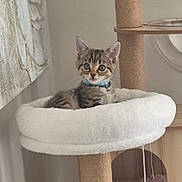 Walter joined the competition — help win amazing prizes! animal, cat, cat_tree, collar, curious, cute, fluffy, furniture, household, indoor, kitten, perch, pet, pom_pom, relaxing, small, tabby, toy, wood, young