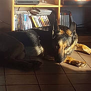 Zeigler participe au concours pour gagner de l'argent avec cette photo : animal, black, books, brown, calm, dog, dvds, ears, floor, fur, german_shepherd, indoor, looking, pet, quiet, resting, shadow, shelf, sunlight, tile