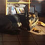 animal, black, books, brown, calm, dog, dvds, ears, floor, fur, german_shepherd, indoor, looking, pet, quiet, resting, shadow, shelf, sunlight, tile