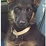 animal, black, brown, canine, collar, cute, dog, ears, eyes, face, fur, german_shepherd, indoor, pet, portrait, puppy, sitting, vehicle, window, young