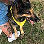 Zeigler participe au concours pour gagner de l'argent avec cette photo : animal, casual, denim_shorts, dog, german_shepherd, grass, happy, human_leg, leash, nature, outdoor, paw, person, pet, side_view, summer, tattoos, tongue_out, white_sneakers, yellow_bandana