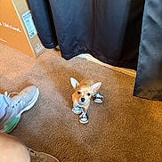 Coco is registered to the contest to win money with this photo: dog, puppy, sneakers, carpet, curtain, footwear, tiny, brown_dog, indoor, shoes, small_dog, cute, pet, floor, animal, canine, playful, domestic, feet, room