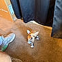 dog, puppy, sneakers, carpet, curtain, footwear, tiny, brown_dog, indoor, shoes, small_dog, cute, pet, floor, animal, canine, playful, domestic, feet, room
