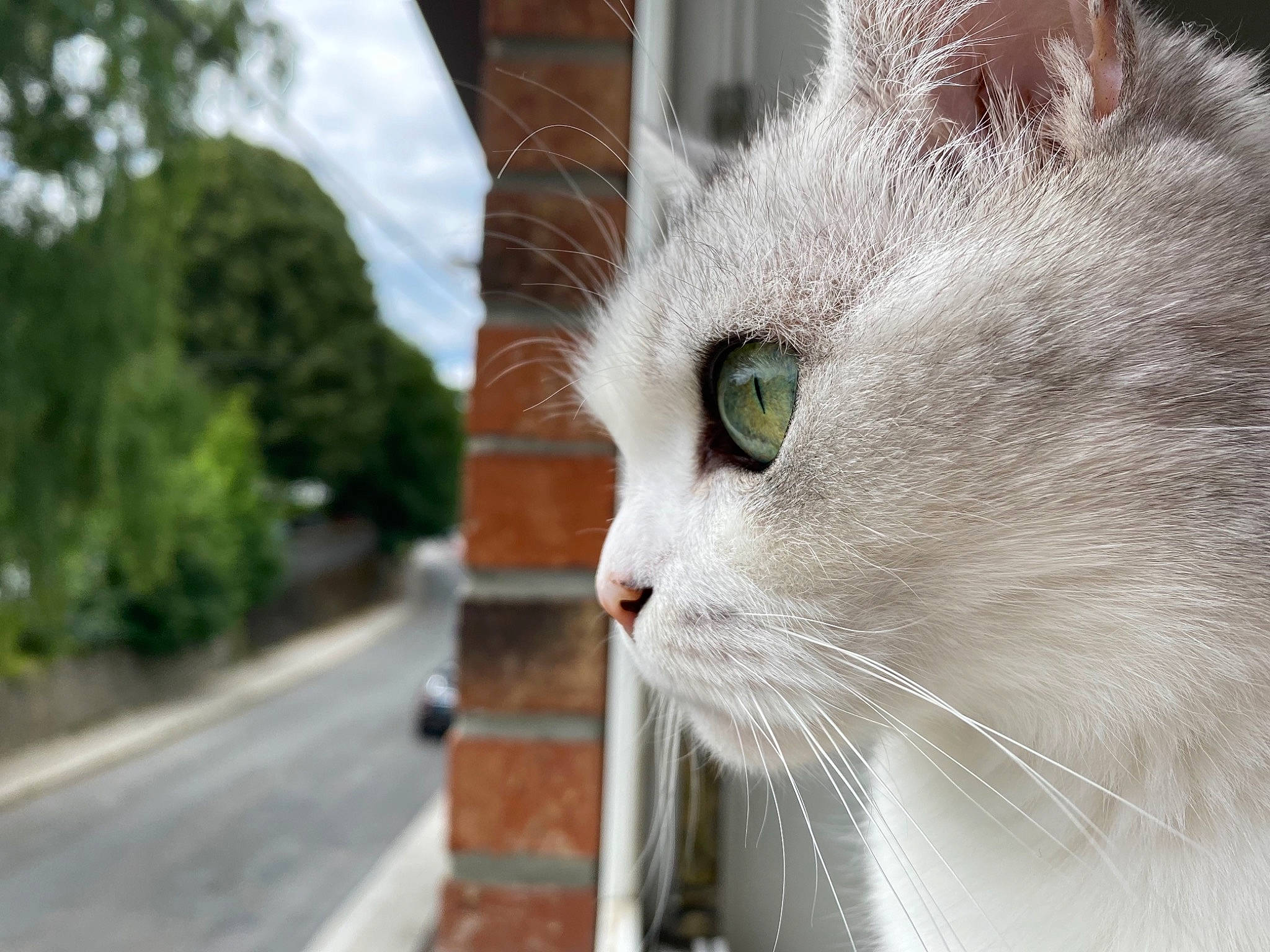 Pia a rejoint le concours — aidez-le/la à gagner de superbes lots ! asphalt, carnivore, cat, domestic_short_haired_cat, fawn, felidae, fur, glass, grass, plant, road, road_surface, sky, small_to_medium_sized_cats, snout, tail, tree, whiskers, window, wood