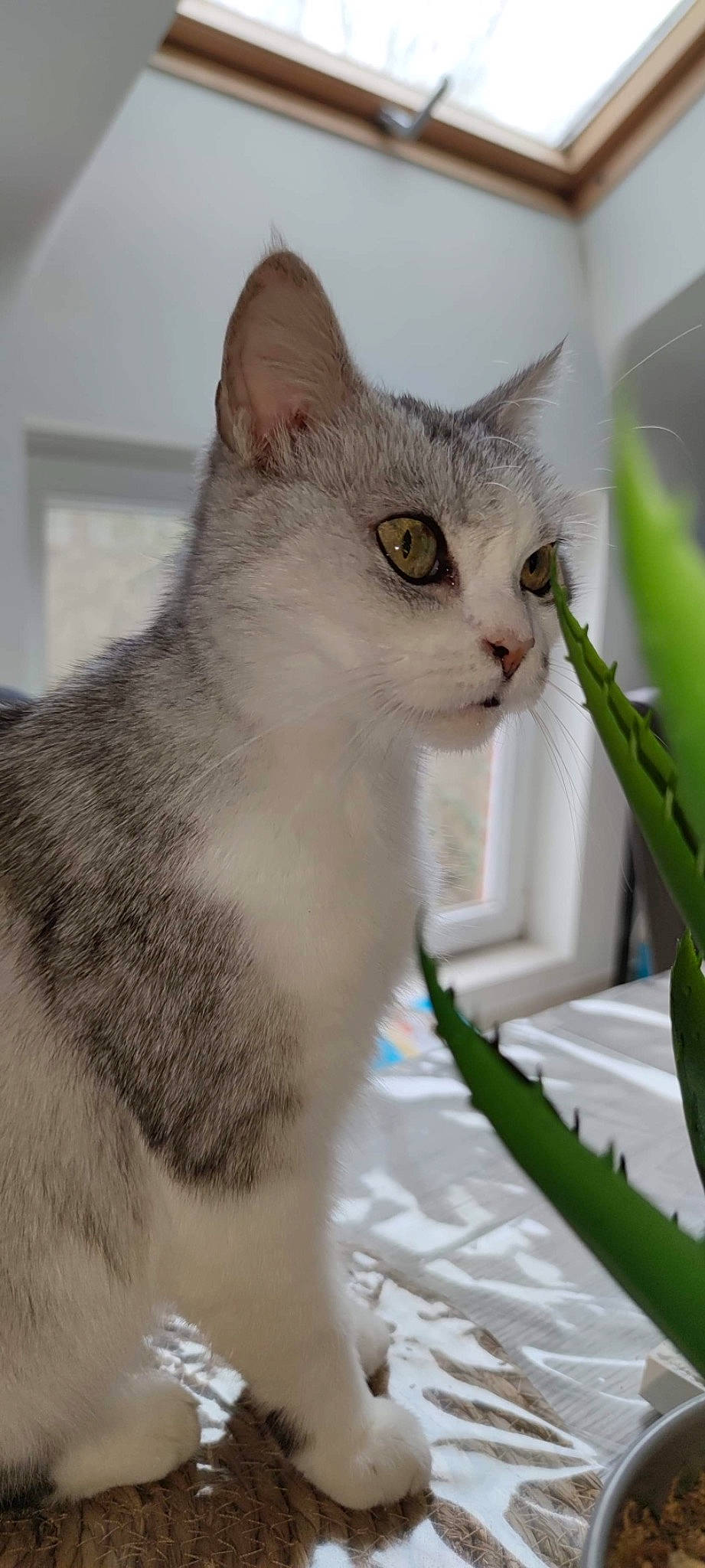 Pia a rejoint le concours — aidez-le/la à gagner de superbes lots ! carnivore, cat, cat_supply, collar, domestic_short_haired_cat, eye, fawn, felidae, fur, pet_supply, plant, plant_stem, small_to_medium_sized_cats, snout, tail, terrestrial_plant, whiskers, window