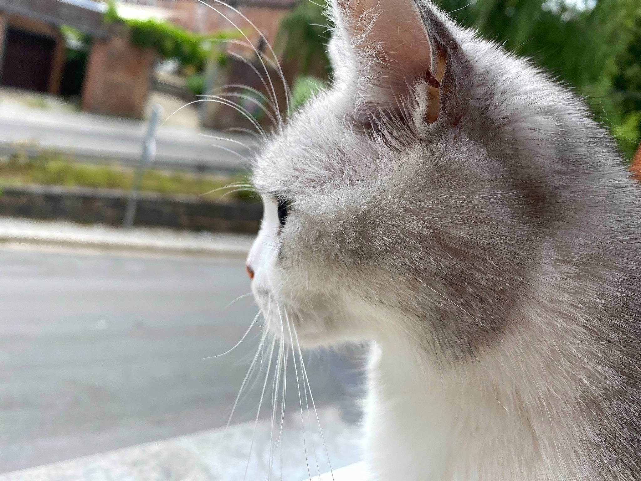 Pia a rejoint le concours — aidez-le/la à gagner de superbes lots ! carnivore, cat, domestic_short_haired_cat, eye, fawn, felidae, fur, grass, plant, road_surface, small_to_medium_sized_cats, snout, tail, terrestrial_animal, tree, whiskers, window