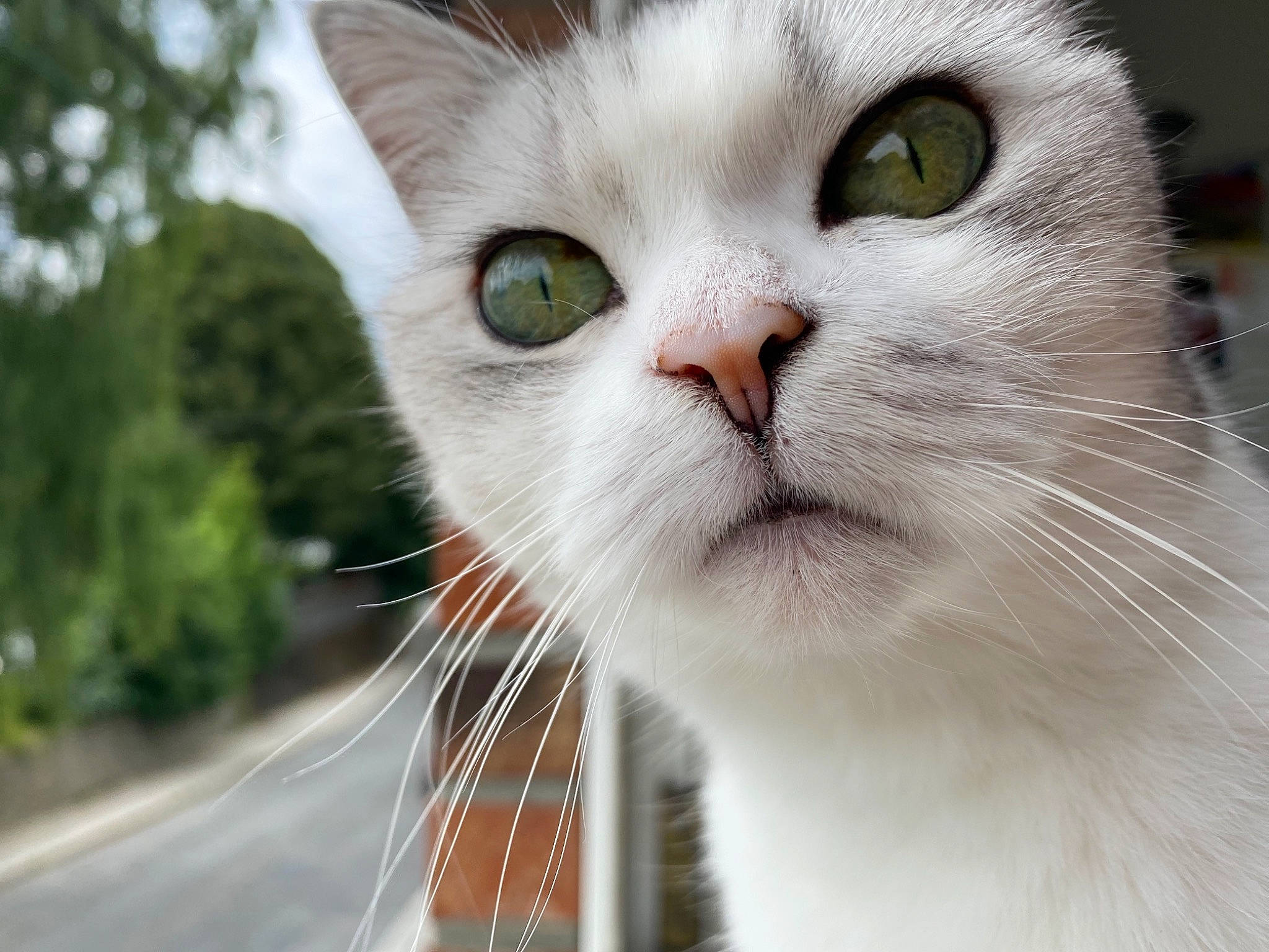 Pia a rejoint le concours — aidez-le/la à gagner de superbes lots ! carnivore, cat, collar, domestic_short_haired_cat, felidae, fur, small_to_medium_sized_cats, snout, tree, whiskers, window