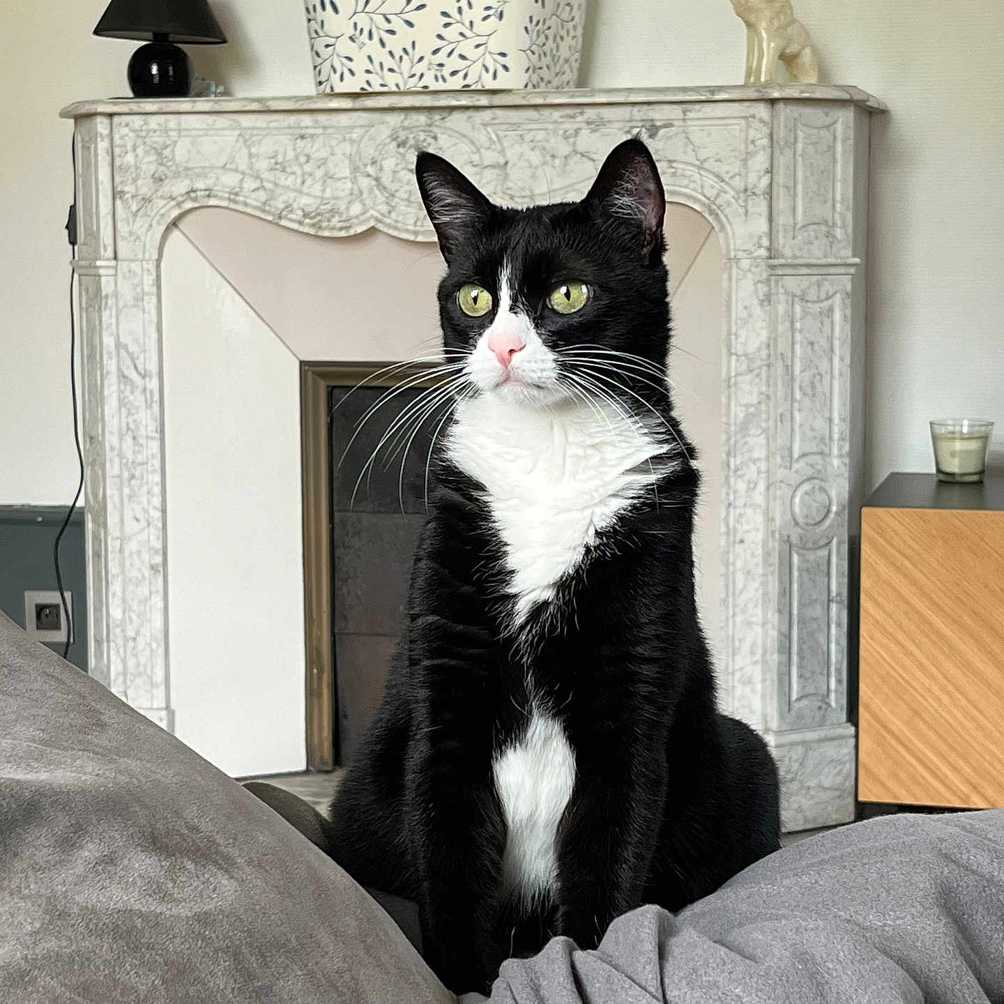 Mimi a rejoint le concours — aidez-le/la à gagner de superbes lots ! accessories, animal, architecture, bag, building, cat, couch, cushion, furniture, handbag, homedecor, indoors, interiordesign, lamp, livingroom, manx, person, pet, room, wood