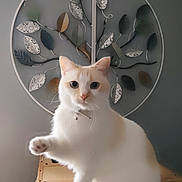 Duchesse participe au concours pour gagner de l'argent avec cette photo : animal, background, cat, closeup, collar, cream_color, cute, decor, furniture, home, indoor, leaf_pattern, metal_art, paw_raised, pet, playful, portrait, texture, whiskers, white_cat