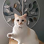 animal, background, cat, closeup, collar, cream_color, cute, decor, furniture, home, indoor, leaf_pattern, metal_art, paw_raised, pet, playful, portrait, texture, whiskers, white_cat
