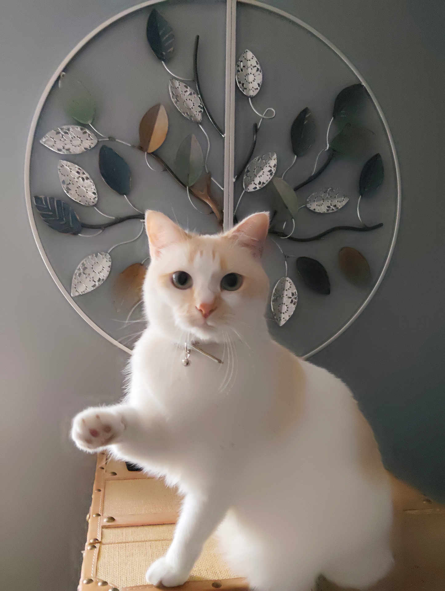 Duchesse