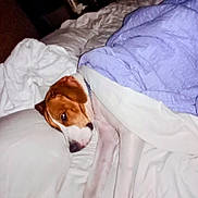 Astro joined the competition — help win amazing prizes! dog, bed, blanket, pillow, indoor, resting, sleepy, cozy, pet, canine, fur, collar, comfort, relaxation, white, brown, purple_blanket, homedecor, sleep, animal