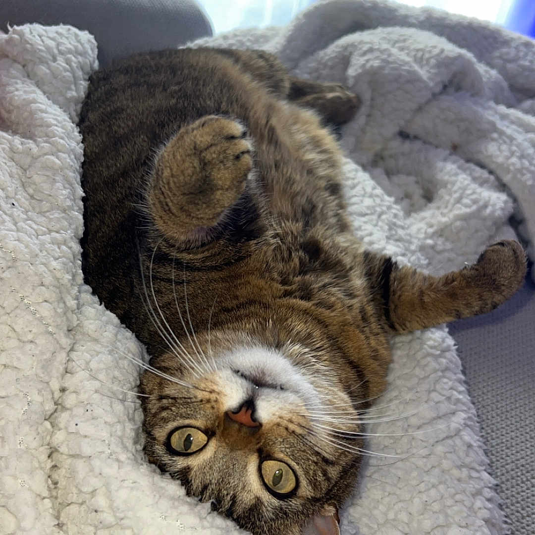 Sylka a rejoint le concours — aidez-le/la à gagner de superbes lots ! animal, blanket, cat, close_up, comfortable, cozy, curious, cute, domestic, feline, fur, indoor, lying_down, pet, relaxing, resting, soft_texture, tabby, upside_down, whiskers