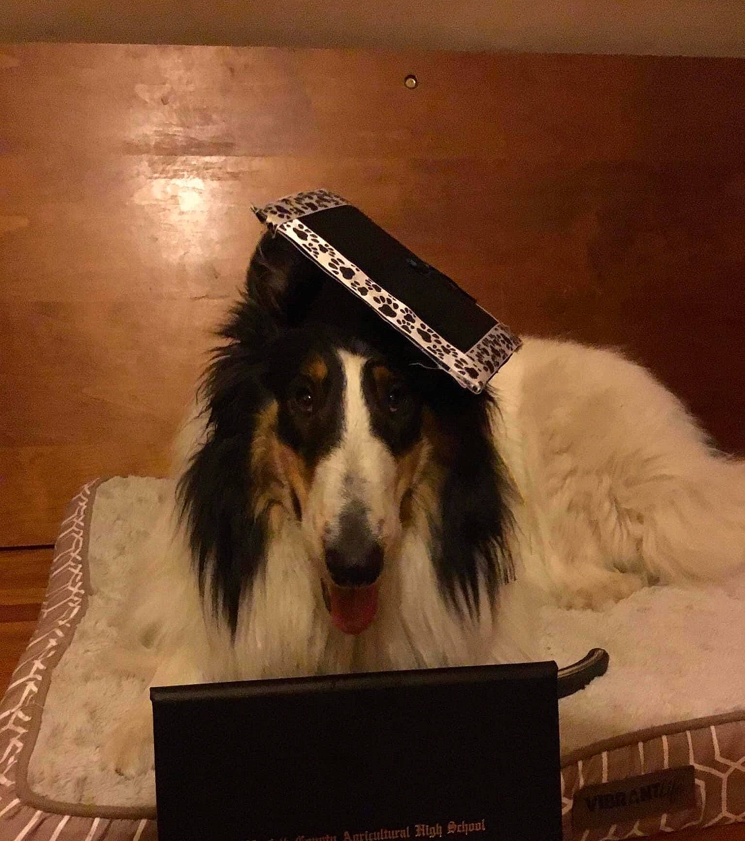 Snowy joined the competition — help win amazing prizes! borzoi, canidae, carnivore, companion_dog, dog, dog_breed, fang, fur, herding_dog, rectangle, rough_collie, sighthound, snout, sporting_group, terrestrial_animal, working_dog