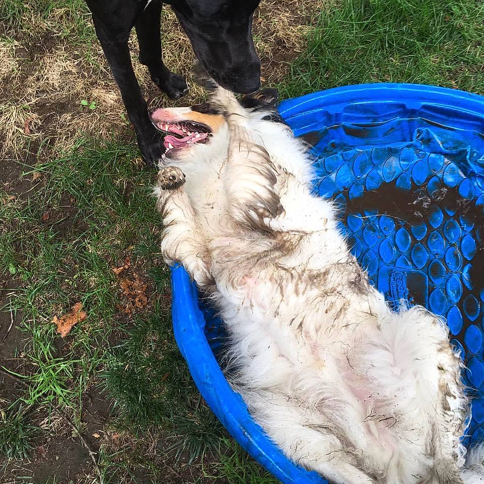 Snowy joined the competition — help win amazing prizes! borzoi, canidae, carnivore, companion_dog, dog, dog_breed, dog_sports, electric_blue, fur, grass, pet_supply, sighthound, silken_windhound, spitz, sporting_group, toy_dog, working_animal, working_dog