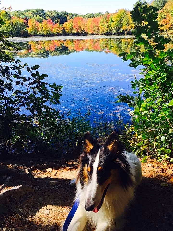 Snowy joined the competition — help win amazing prizes! carnivore, collie, companion_dog, dog, dog_breed, grass, herding_dog, lacustrine_plain, lake, landscape, leisure, light, natural_landscape, plant, reservoir, rough_collie, sky, sunlight, tree, water