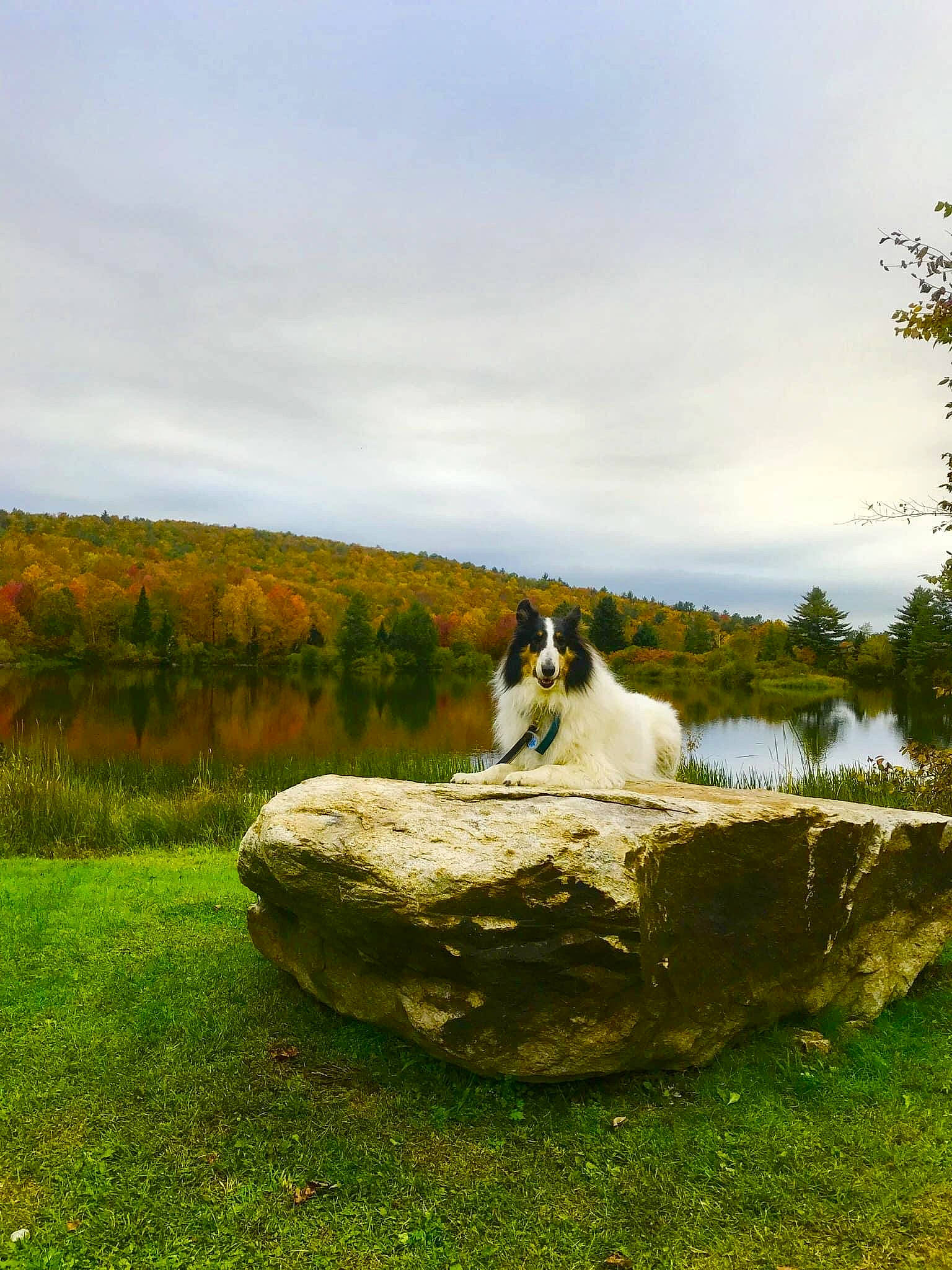 Snowy is registered to the contest to win money with this photo: art, cat, cloud, grass, grassland, highland, hill, horizon, lake_district, landscape, mountain, natural_landscape, pasture, plant, reservoir, rock, sky, tree, wildlife, wood