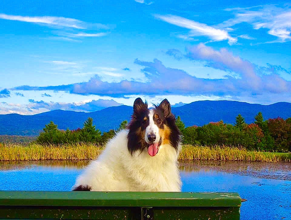 Snowy is registered to the contest to win money with this photo: blue, carnivore, cloud, collie, companion_dog, cumulus, dog, dog_breed, grass, herding_dog, lake, landscape, leisure, mammal, natural_landscape, plant, shetland_sheepdog, sky, tree, water